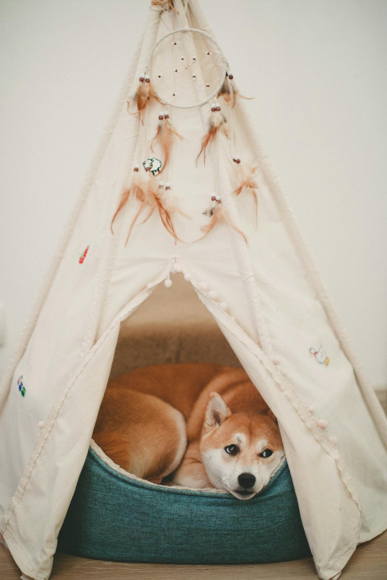 Hoe vaak moet je de mand van een hond wassen?