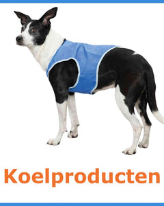 Hond met een blauw koelvest van het merk Trixie.