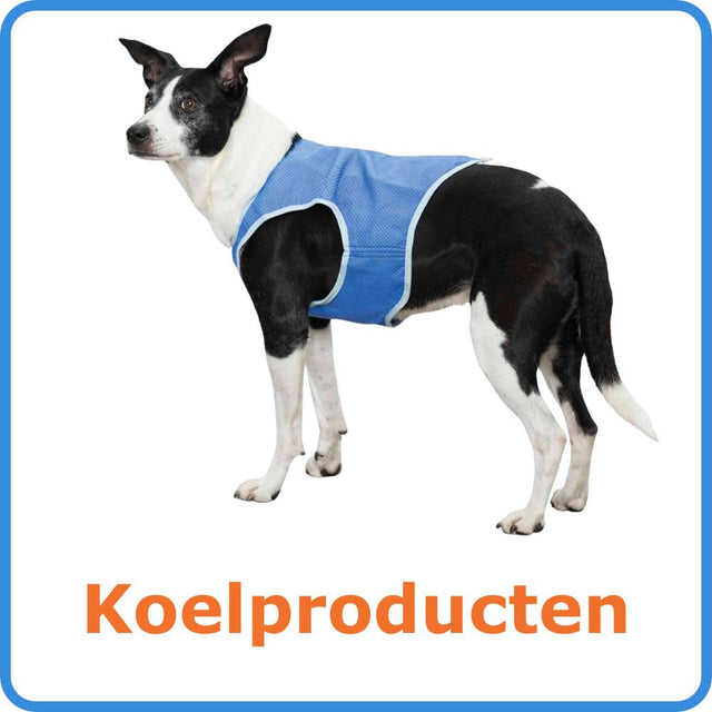 Hond met een blauw koelvest van het merk Trixie.