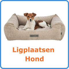 Jack Russell Terriër liggend in een beige hondenmand van corduroy stof.