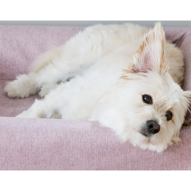 Een close-up van een witte hond liggend in een roze bia bed.
