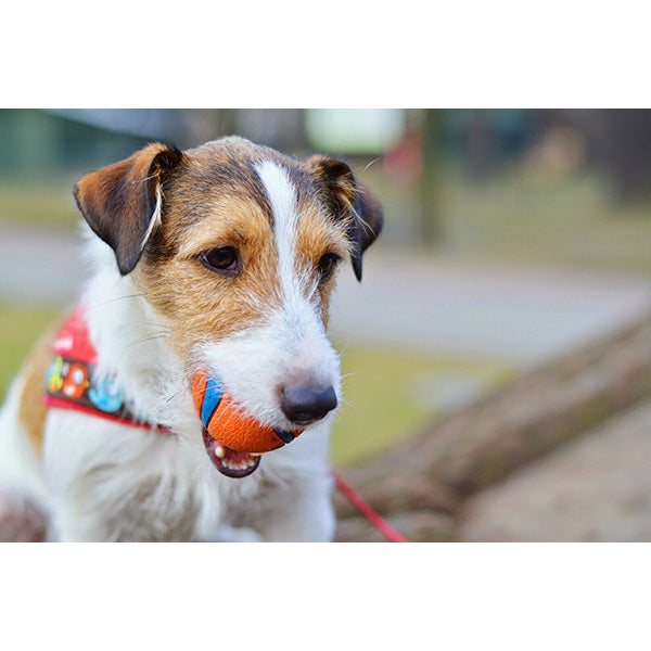 Een hond die een Chuckit vasthoudt! - Ultra Ball in zijn mond terwijl hij zichtbaar blijft en hem goed kan vasthouden.