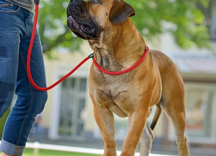 Een grote Hunter - Retriever Lijn Freestyle Ø 8 mm -170 cm hond staand aangelijnd.