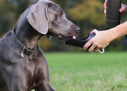 Een persoon die een hond water geeft uit een Kong - Kong H20 K9 Drinkfles Thermoskan RVS - 740 ml.