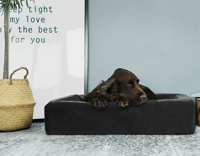 Op een Bia bed bekleed met een zwarte fluwelen royal hoes ligt een hond comfortabel te loungen.