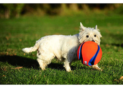 Een witte hond met een Chuckit! - Schop de Fetch-frisbee in zijn mond.