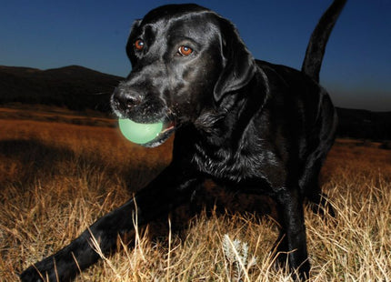 Een zwarte hond met een Chuckit! - Max Glow Ball in zijn mond.