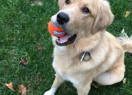 Een golden retriever die in het gras zit te spelen met een Chuckit! Tennisbal.