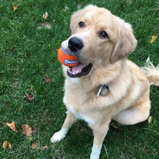 Een golden retriever die in het gras zit te spelen met een Chuckit! Tennisbal.