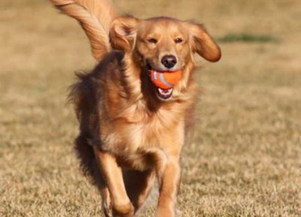 Een golden retriever die enthousiast een apporteerspel speelt met een Chuckit! tennisbal in zijn mond.