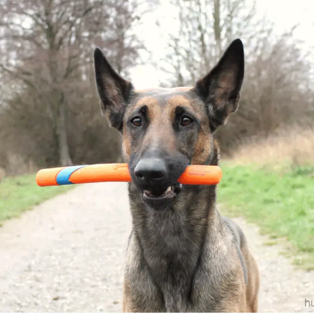 Een Belgische herdershond die speelt met een Chuckit! - Ultra Fetch Stick, een veilig en plezierig alternatief voor traditioneel hondenspeelgoed.