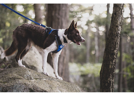 IDC Longwalk Hundegeschirr Blau