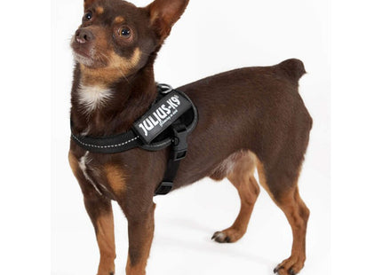 Een chihuahua met een julius-k9 - IDC Powertuig Zwart hondentuigje.