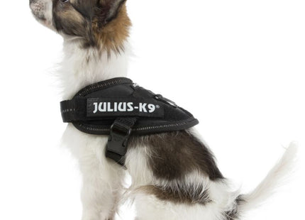 Een kleine zwart-witte hond met een julius-k9 - IDC Powertuig Zwart tuigje.