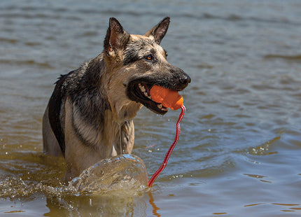 Een hond in het water die enthousiast een frisbee haalt met zijn Kong - Aqua.