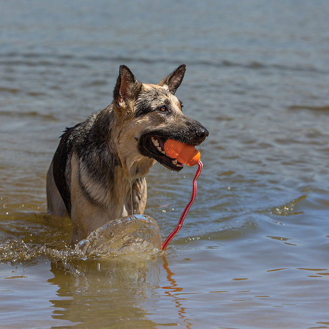 Een hond in het water die enthousiast een frisbee haalt met zijn Kong - Aqua.