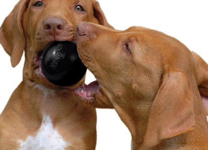 Twee bruine honden spelen met een Kong - Extreme Ball.