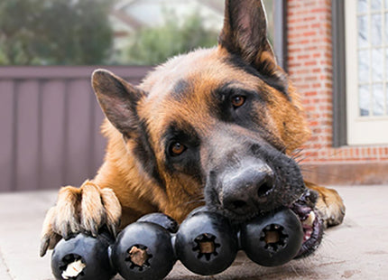 Een hond die op de grond ligt met zijn poten op een stapel zwarte ballen, omringd door Kong - Extreme Goodie Ribbon.