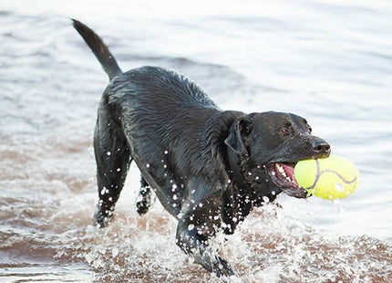 Een zwarte hond met een Kong - Airdog Squeaker Football in zijn bek die in het water speelt.