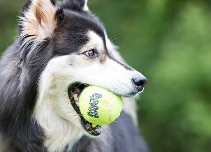 Een hond met een tennisbal in zijn bek die speelt met Kong - SqueakAir Balls.