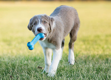 Kong - Puppy Goodie Bone