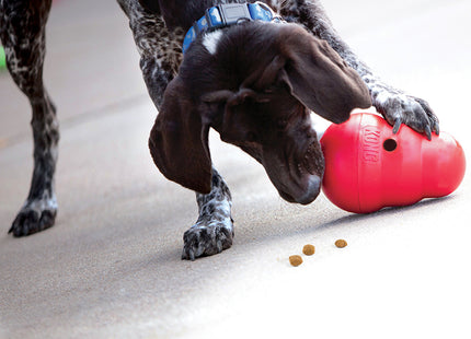 Een hond die speelt met een Kong - Wobbler Snack Dispenser terwijl hij op zoek is naar snacks.