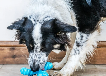 Nylabone -  Extreme Chew X-bone Beef Blauw