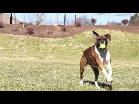 PetSafe - Automatic Ball Launcher