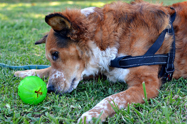 Starmark -  Treat Dispensing Chew Ball