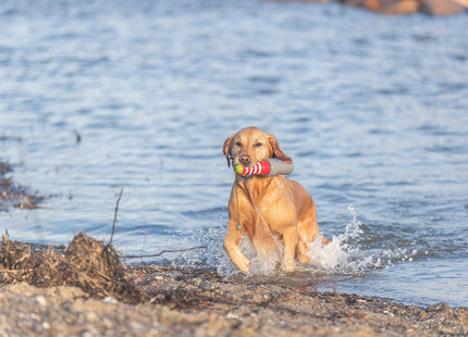 Hond rent uit het water met Trixie Aqua Toy Vuurtoren aan Koord