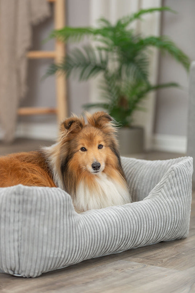 Shetland Sheepdog ontspannen in een luxe grijze orthopedische hondenmand.