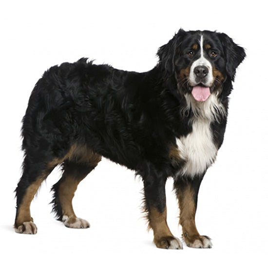 Een Berner Sennen-volwassene, ook wel bekend als een Berner Sennenhond, staande op een witte achtergrond.