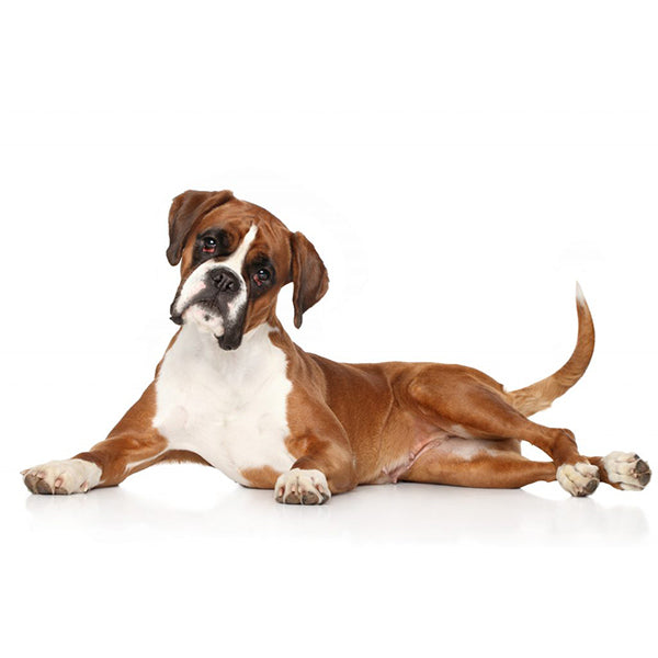 A Your Dog - Boxer Puppy liggend op een witte achtergrond.