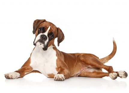 Een rasspecifiek Your Dog - Boxer Volwassen hond liggend op een witte achtergrond.