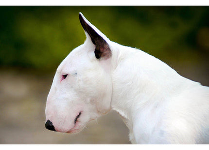 Een witte bull terrier, gevoelig voor gezondheidsproblemen, heeft baat bij Uw Hond - Bull Terrier Senior.