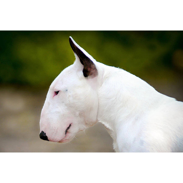 Een witte Bull Terrier met de nadruk op uw hond - Bull Terrier Adult.