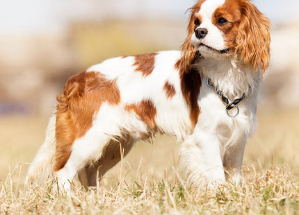 A Uw hond - Cavalier King Charles Volwassene staande in een veld.