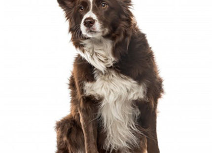 Een Engelse Border Collie Senior zit een witte achtergrond.