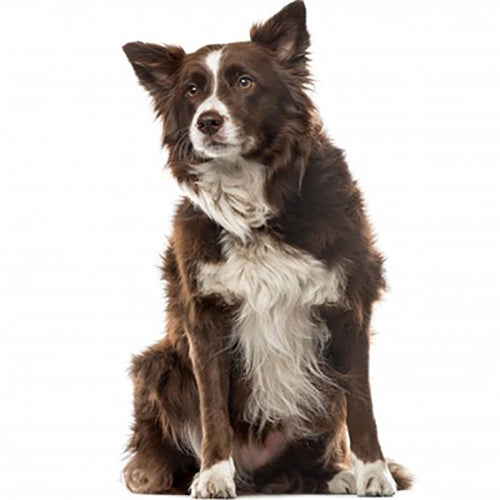 A Uw hond - Engelse Border Collie Volwassene zit voor een witte achtergrond.