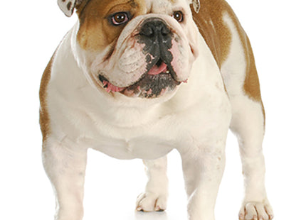 Beschrijving: Een Your Dog - Engelse Bulldog Puppy staande op een witte achtergrond.