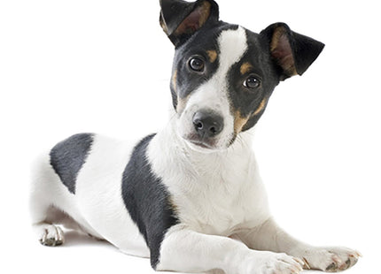 Een zwart-wit Your Dog - Jack Russel Senior liggend op een witte achtergrond.