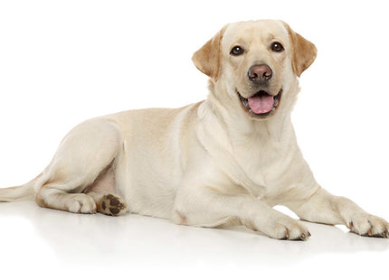 Een gele labrador retriever, ook bekend als Your Dog - Labrador Retriever Puppy, liggend op een witte achtergrond.