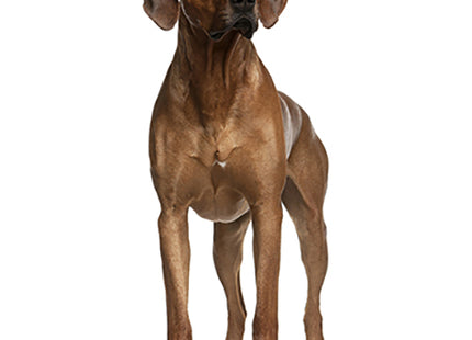 Uw Rhodesian Ridgeback-puppy staat voor een witte achtergrond.