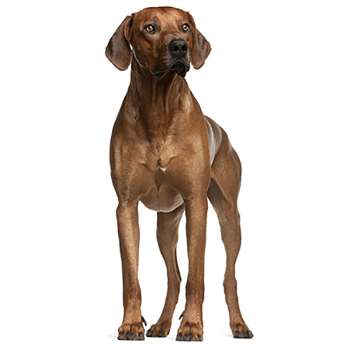 Uw Rhodesian Ridgeback-puppy staat voor een witte achtergrond.