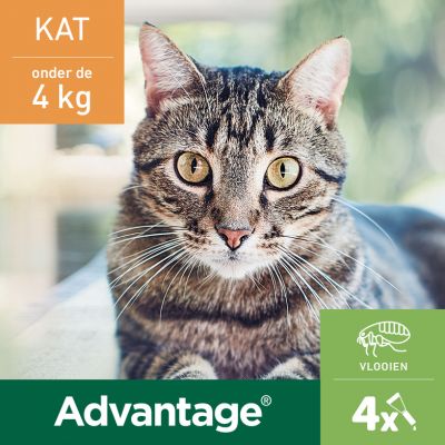 Een boeiend beeld van een Bayer - Advantage® 40 voor Katten onder de 4 kg die direct oogcontact maakt met de camera en de natuurlijke affiniteit tussen katachtigen en mensen laat zien.