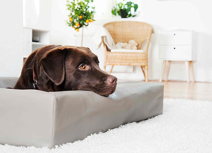Een hond liggend in een Bia Bed - Originele Hondenmand in een woonkamer, die comfort en ondersteuning biedt voor zijn gezonde gewrichten.