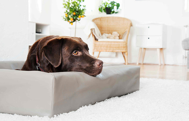 Een hond die rustig uitrust in een comfortabel Bia Bed - Origineel Hondenmand hondenmand in een gezellige woonkamer.