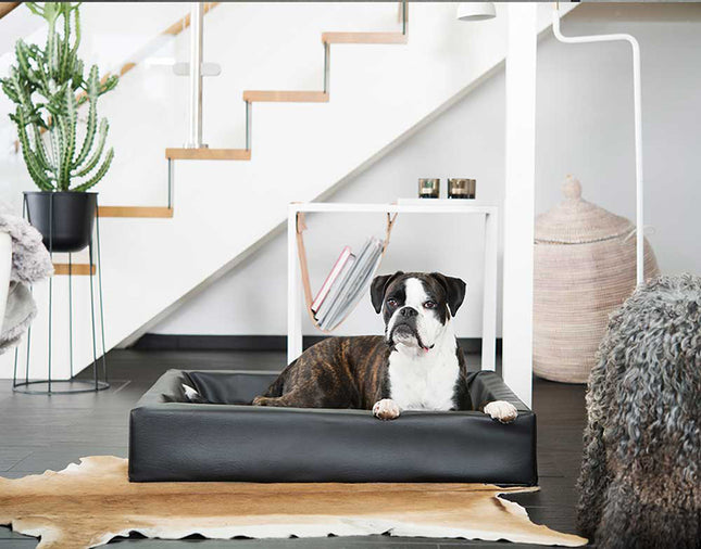Een hond die heerlijk uitrust in een Bia Bed - Original Hondenmand, een van de hoogste kwaliteit hondenbedden ontworpen ter bevordering van gezonde gewrichten.