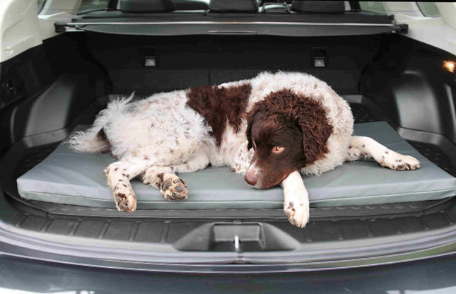 Een comfortabele hond liggend in de kofferbak van een auto op een Bia Bed - Original Matras.