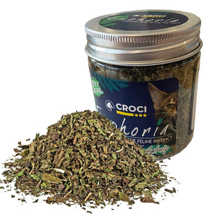 Croci Euphoria Katzenminze-Topf